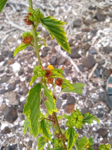 Malvastrum coromandelianum observed 2022-06-07