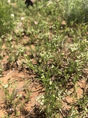 Spermolepis echinata