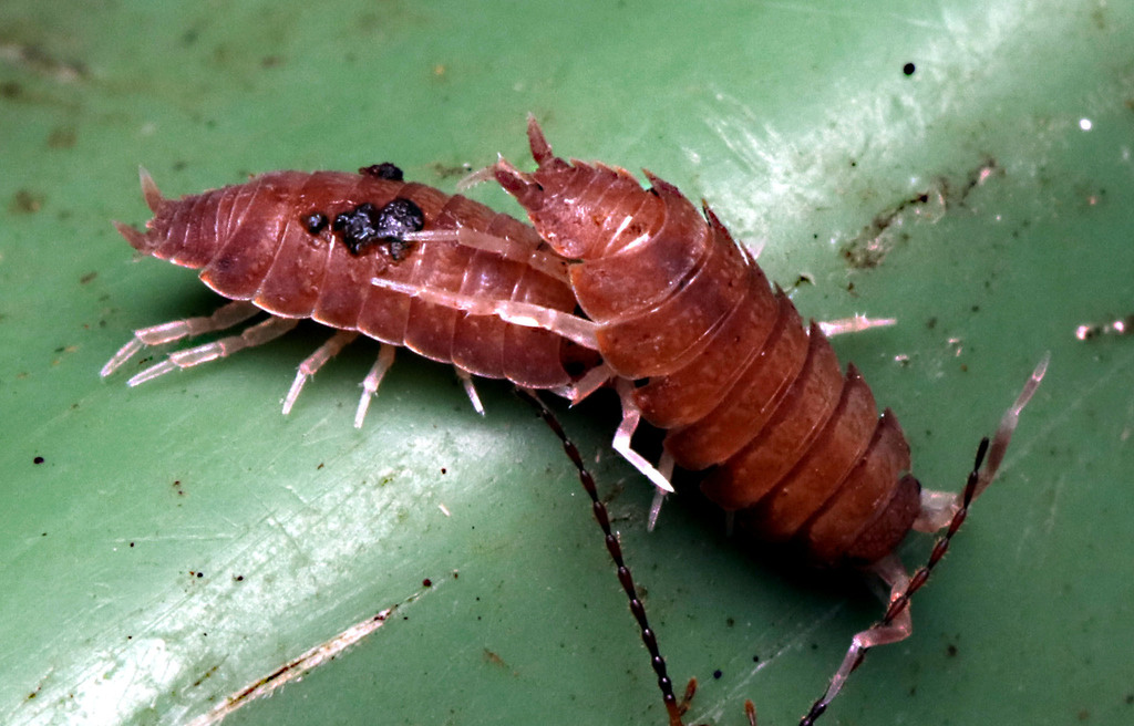 Woolice Rocks Woodlice, Pillbugs, and Rock Slaters in May 2024 by juliegraham173 ...