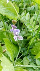Vicia sepium