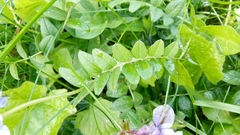 Vicia sepium