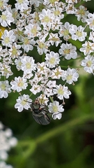 Malachius bipustulatus