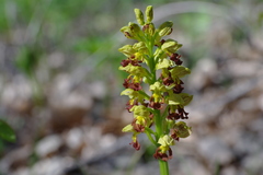 Orchis punctulata