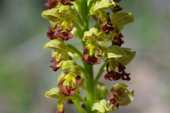 Orchis punctulata