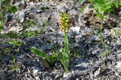 Orchis punctulata