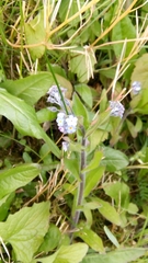 Myosotis