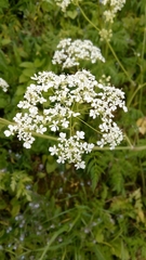 Anthriscus sylvestris