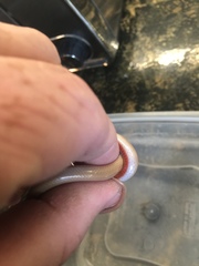 Tantilla hobartsmithi