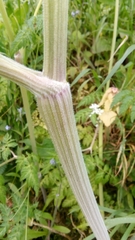 Anthriscus sylvestris