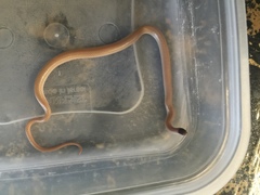 Tantilla hobartsmithi