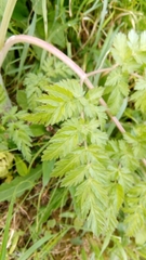 Anthriscus sylvestris