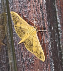 Patania balteata