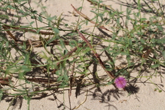 Mimosa rupertiana