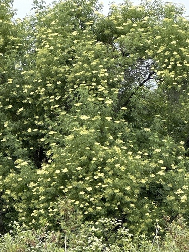 iNaturalist observation photo of blue elder