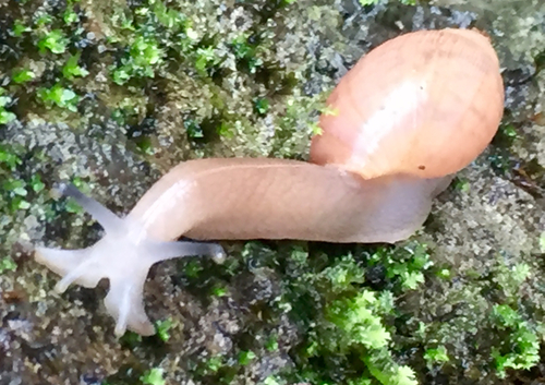 Rosy Wolfsnail