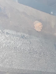 Petrochelidon pyrrhonota