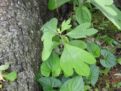 Sassafras albidum