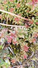 Sedum album