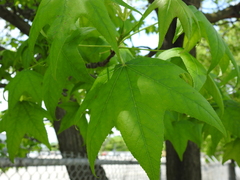 Liquidambar styraciflua
