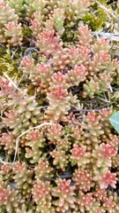 Sedum album