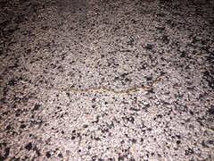 Bogertophis subocularis subocularis