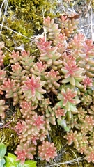 Sedum album