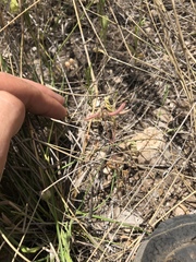 Astragalus nuttallianus austrinus