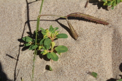 Mimosa rupertiana