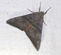 Oxyodes tricolor