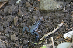 Euscorpius italicus