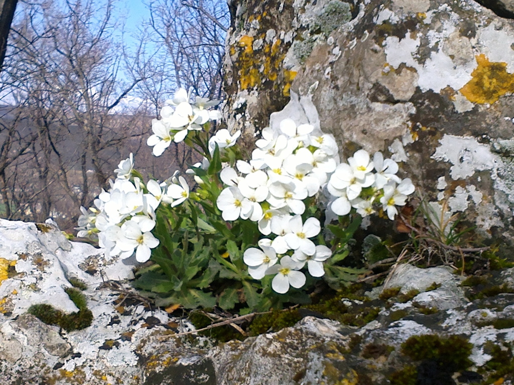 Arabideae