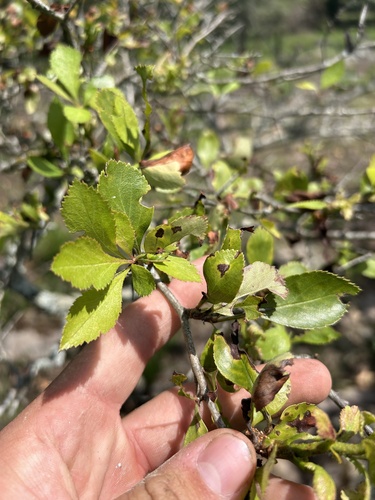 Crataegus berberifolia, photograph 4