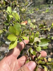 Crataegus berberifolia, photograph author not stated, no rights reserved