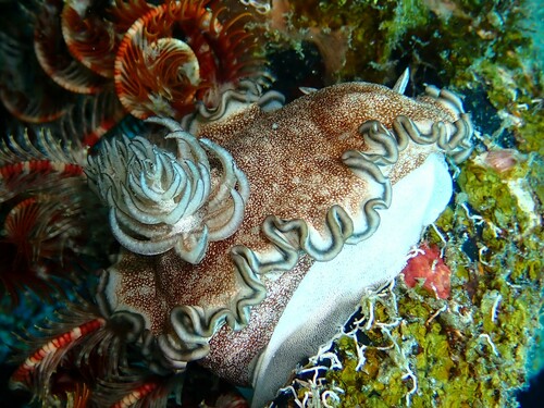 Brown-edge Glossodorid