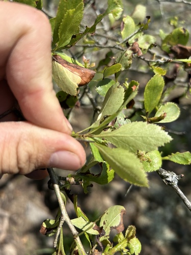 Crataegus berberifolia, photograph 5