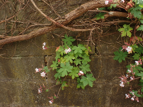 Geranium macrorrhizum