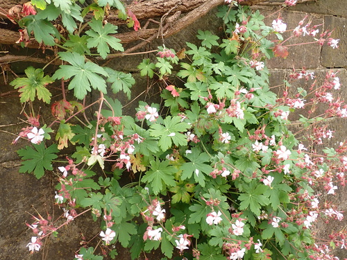 Geranium macrorrhizum