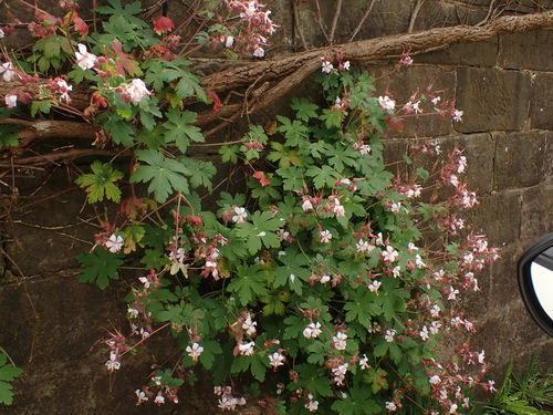 Geranium macrorrhizum