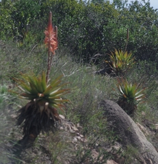 Aloe lineata