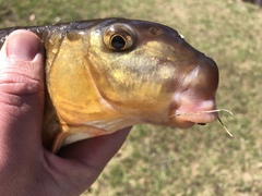 Moxostoma erythrurum