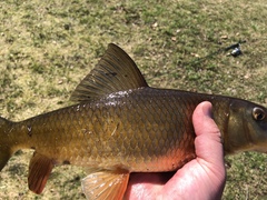 Moxostoma erythrurum