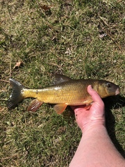 Moxostoma erythrurum