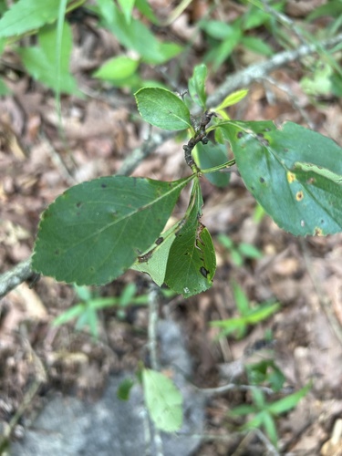 barberry hawthorn (Crataegus berberifolia)
