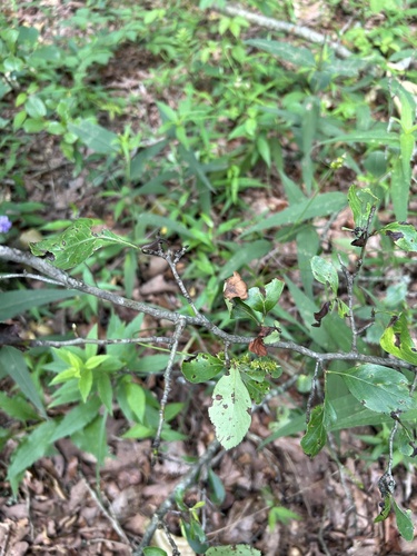 Crataegus berberifolia, photograph 3