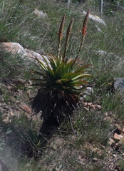 Aloe lineata
