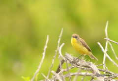 Pseudocolopteryx citreola