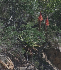 Aloe lineata