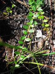 Vaccinium crassifolium