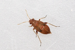 Psallus variabilis