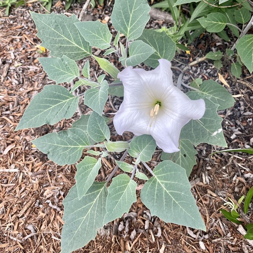 iNaturalist observation photo of Sacred Datura
